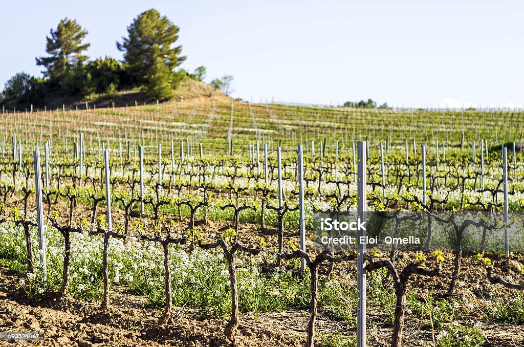 vines na Primavera Flor em crescimento - Royalty-free Agricultura Foto de stock