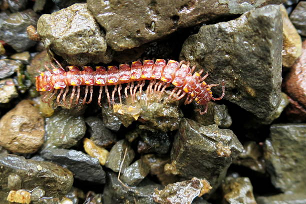 istock Red & Yellow Millipede - Kepolydesmus anderisus 493324539
