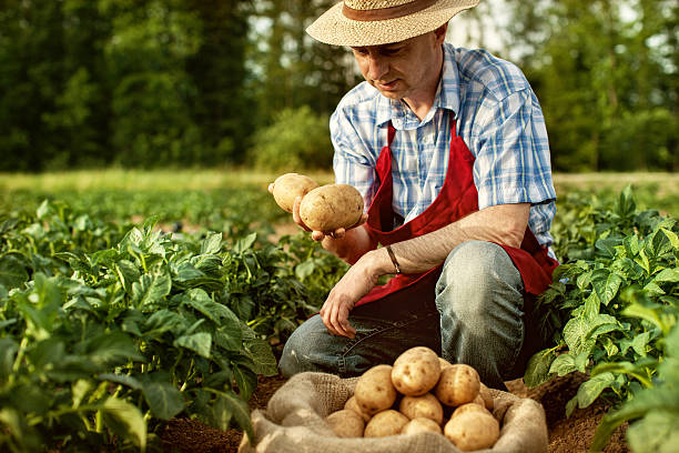 farmer 루킹 그릐 감자 수확하다 at 필드 연립 - 생감자 뉴스 사진 이미지