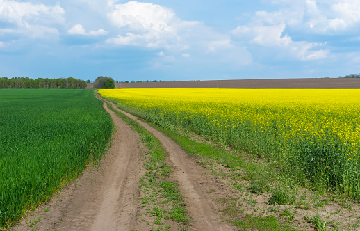 Spring landscape with farm fields in central Ukraine