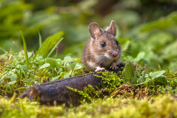 ratón de campo de echar un vistazo - mouse rodent animal field mouse fotografías e imágenes de stock