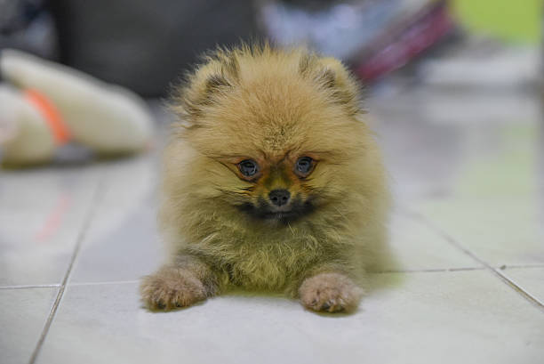 istock Baby dog in resting mode. 493328214