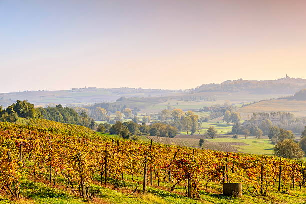 Vignoble sur la colline. - Photo