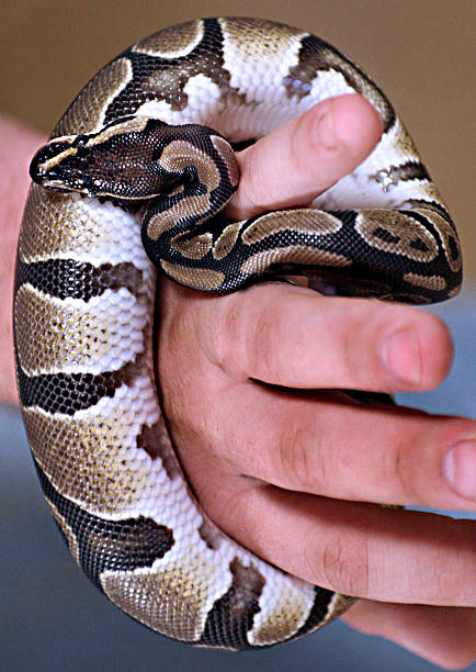 istock Slithering Pet Becomes Large Living Bracelet 493330046