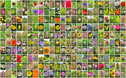 Flowers collage.