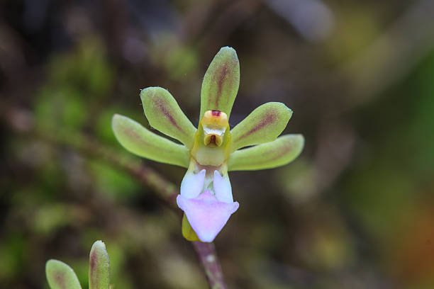 istock wild orchids in forest of Thailand 493331502