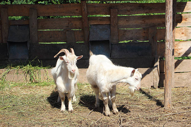 istock The goats standing at a wooden wall 493331748