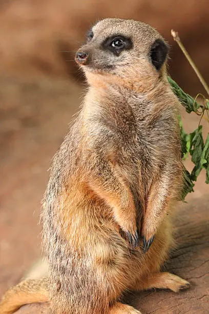 Photo showing a standing meerkat sentinel watching its family group, looking for predators.