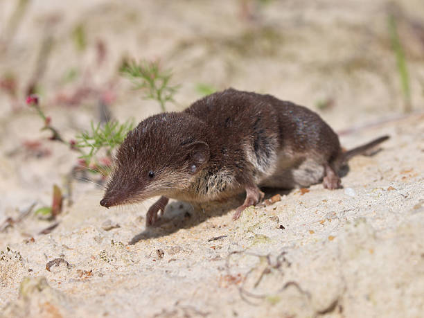 istock Bicolored White-toothed Shrew 493331816