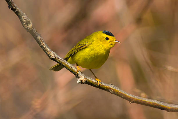 istock Yellow Wilsons warbler bird perched in a springtime forest 493331820