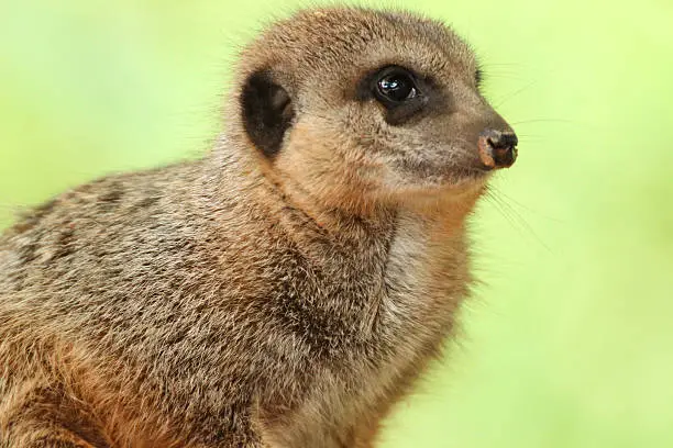 Photo showing a single meerkat animal photographed close-up, with the detail of its face, head and body and it looks into the distance.