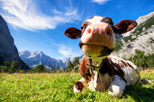 cows at the karwendel mountains in austria