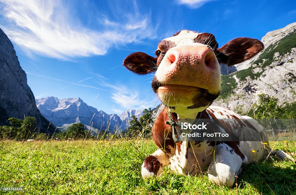 karwendel mountains cows at the karwendel mountains in austria Cow Stock Photo