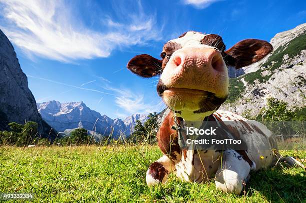 Karwendel Mountains Stock Photo - Download Image Now - Cow, Mountain, Humor