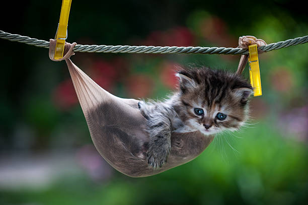 istock Stripy little kitten inside a stocking hanging on the rope 493333178
