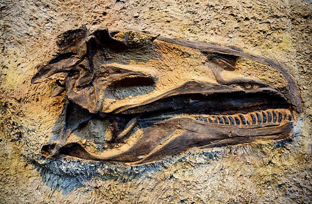 Dinosaur National Monument stock photo