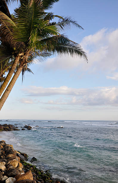 istock Palm trees on a clear sunny day at the beach 493333986