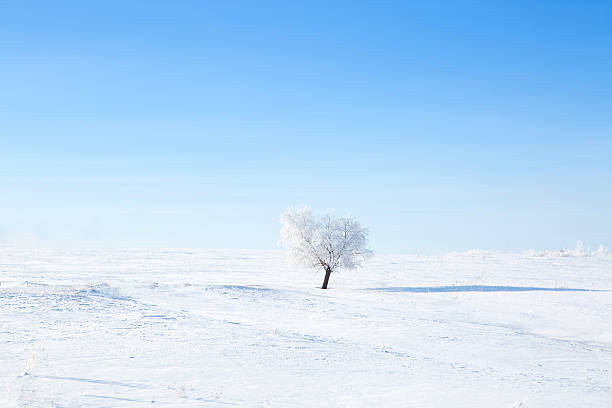 istock Alone frozen tree on winter field and blue sky 493334066