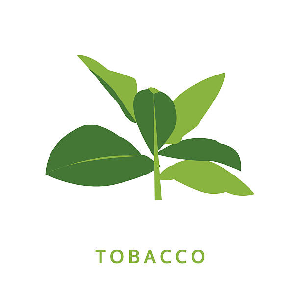 illustrazioni stock, clip art, cartoni animati e icone di tendenza di foglie di tabacco, pianta verde vettoriale illustrazione, isolato - tobacco