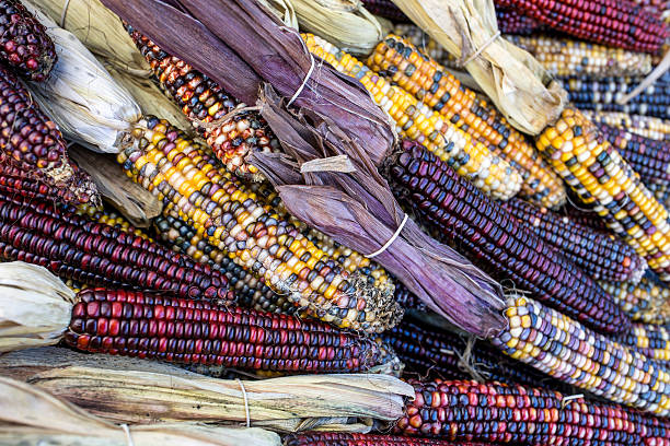 istock Dried Corn in Market Stall 493335198