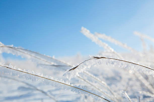 istock Ice-covered plant on an abstract background 493335258