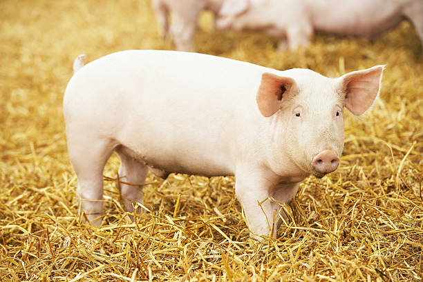 istock Young piglet on hay and straw at pig breeding farm 493336288