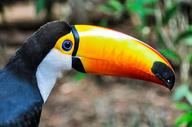 istock Colorful toucan at Iguazu Falls,  Brazil 493337208