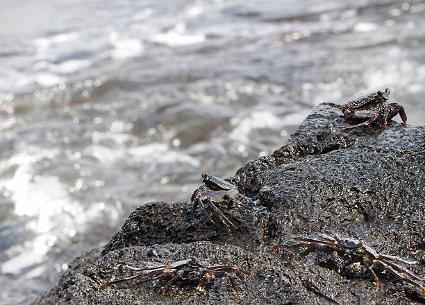 Four Aama Crabs on the Lava Shoreline of Hawaii
