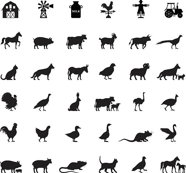 Farm and Domestic Animals High Resolution JPG,CS6 AI and Illustrator EPS 10 included. Each element is named,grouped and layered separately. Very easy to edit. farm silhouettes stock illustrations