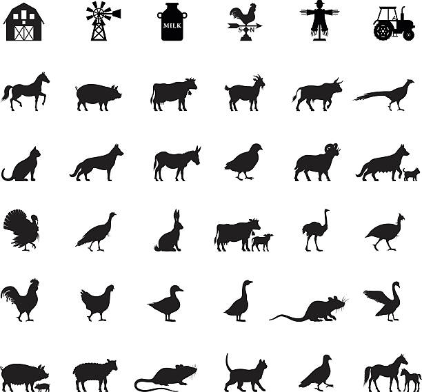 Farm and Domestic Animals High Resolution JPG,CS6 AI and Illustrator EPS 10 included. Each element is named,grouped and layered separately. Very easy to edit. farm animal stock illustrations