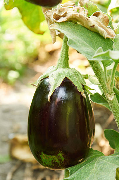 パープルのナスには、ブッシュ - eggplant cut out vegetable food ストックフォトと画像