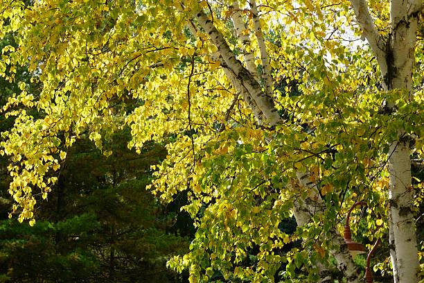 istock Autumn Birch Tree in Michigan 493342230