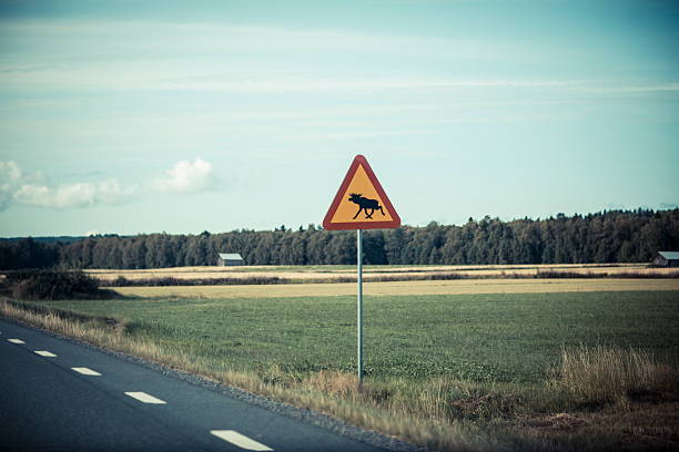 istock sweden elk warning sign at road 493342682