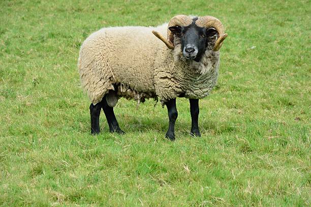 istock Rare breed horned  ram in field 493371829
