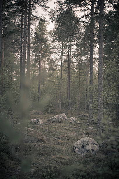 istock sweden forest, trees and stones 7 493372700