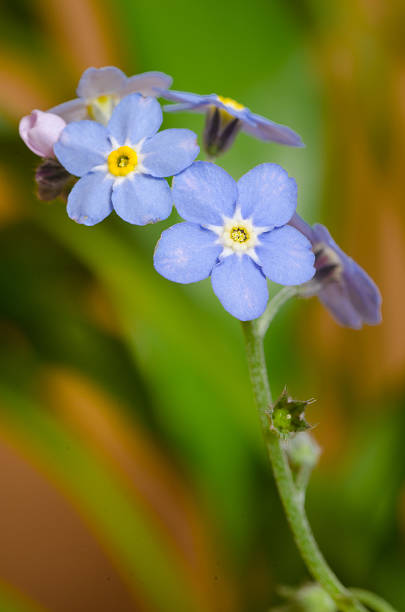 istock forget-me-mot - small blue and pink flowers 493373465