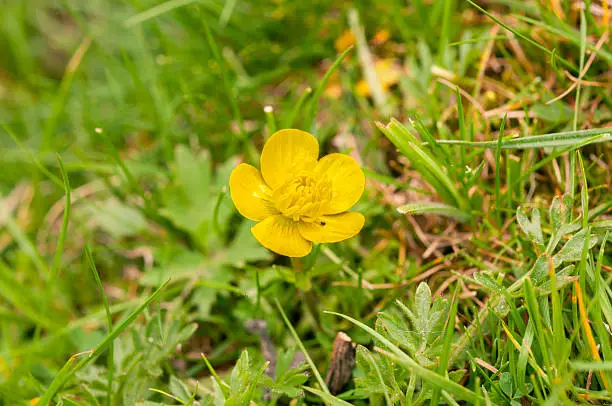 Flower of Bulbous buttercup, Ranunculus bulbosus. It is a perennial member of the Buttercup Family