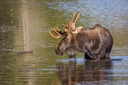 Bull Moose (Alces alces) with a Large Set of Antlers Foraging at the Edge of a Lake in Autumn - Algonquin Provincial Park, Ontario, Caanda