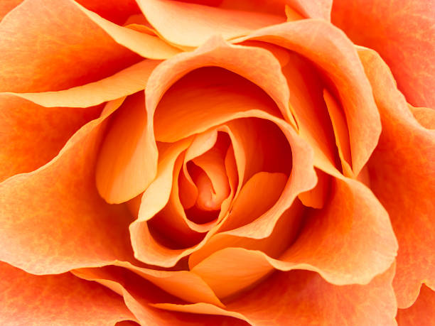istock Close-up of light colored orange rose 493373957
