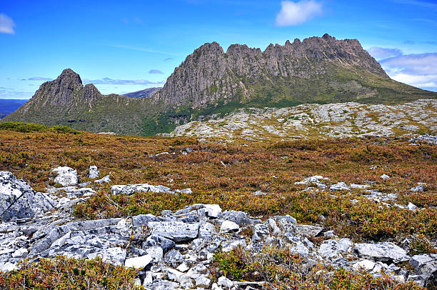 Cradle Mountain National Park, Tasmania, Australia Cradle Mountain National Park, Tasmania, Australia spotted quoll stock pictures, royalty-free photos & images