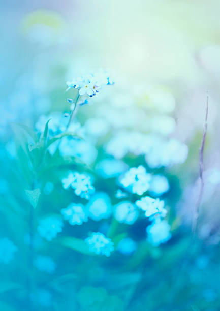 istock Forget me not flowers on blue background 493374689