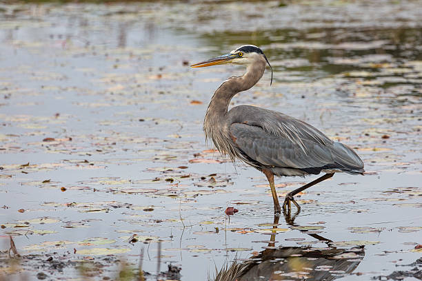 istock Great Blue Heron Stalking its Prey in a Marsh 493375032