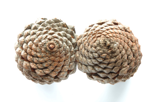 Two cones on white background