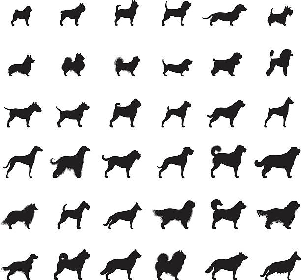 illustrations, cliparts, dessins animés et icônes de ensemble d'icônes de chiens - terrier chien de race