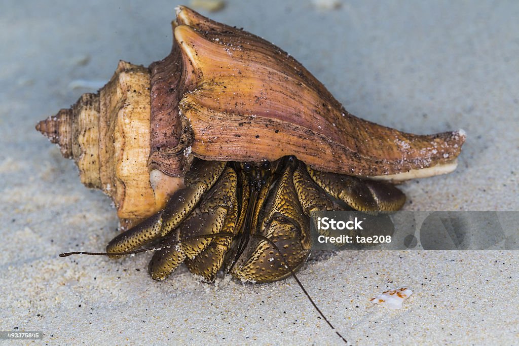 Bernardo-eremita no Parque Nacional Surinthailand.kgm - Royalty-free Animal Foto de stock