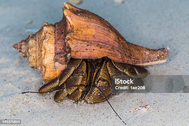 Bernardoeremita No Parque Nacional Surinthailandkgm - Fotografias de stock e mais imagens de Animal