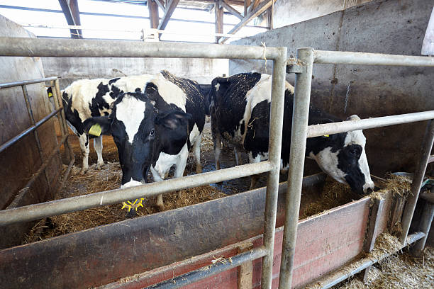 istock cow farm agriculture bovine milk 493375897