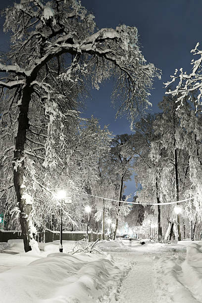 istock Night of the winter landscape. 493376028
