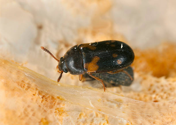 istock Mycetophagus decempunctatus 493376383