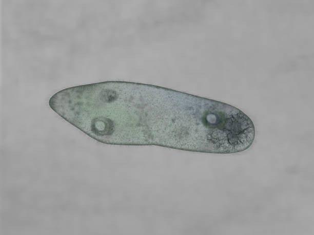 paramecio - paramecium fotografías e imágenes de stock